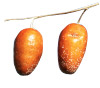 Eleagnus Eleagnus